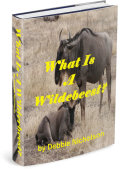 3D Cover What is a Wilderbeest